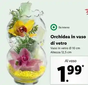 Lidl Da interno orchidea in vaso di vetro altezza 12.5 cm offerta