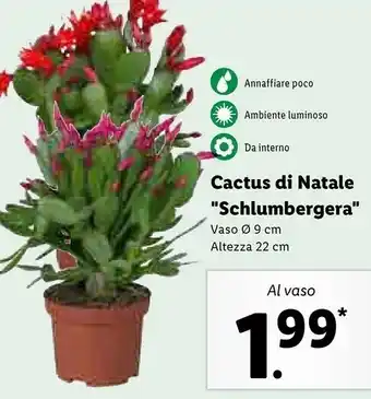 Lidl Cactus di natale schlumbergera offerta