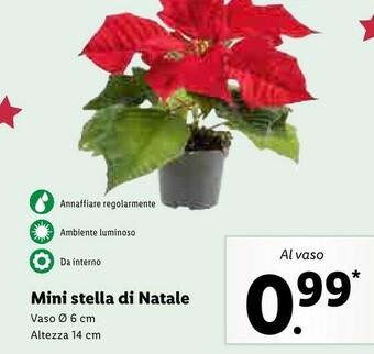 Lidl Mini stella di natale offerta