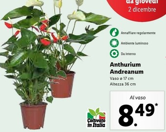 Lidl Anthurium andreanum offerta