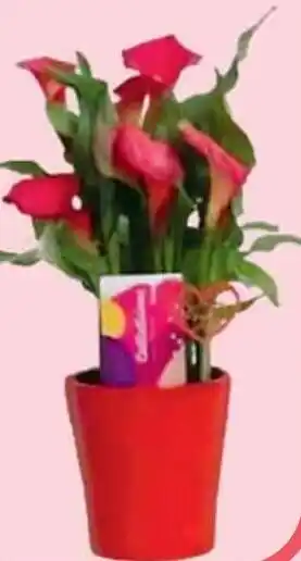 Carrefour Calla San Valentino offerta