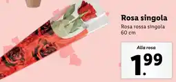 Lidl Rosa singola offerta