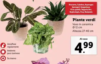 Lidl Piante verdi offerta