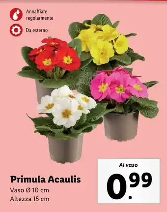 Lidl Primula Acaulis offerta