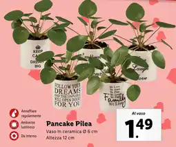 Lidl Pancake Pilea offerta