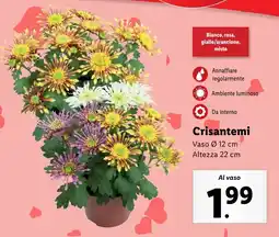 Lidl Crisantemi offerta