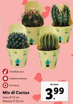 Lidl Mix di Cactus offerta