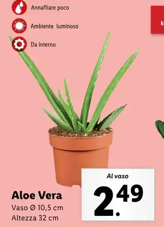 Lidl Aloe Vera offerta