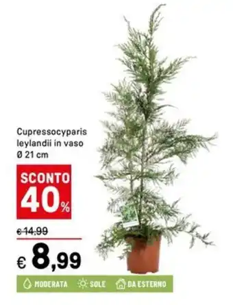 Iper La Grande Cupressocyparis leylandii in vaso offerta