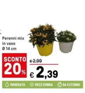 Iper La Grande Perenni mix in vaso offerta