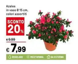 Iper La Grande Azalea offerta