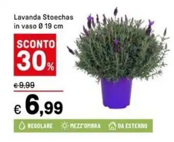 Iper La Grande Lavanda Stoechas offerta