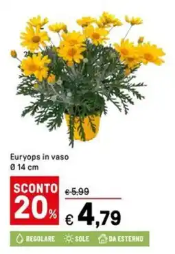 Iper La Grande Euryops in vaso offerta