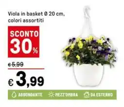 Iper La Grande Viola in basket Ø 20 cm, colori assortiti offerta