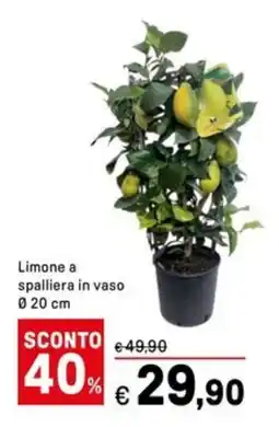 Iper La Grande Limone a spalliera in vaso offerta