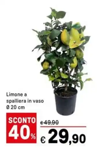 Iper La Grande Limone a spalliera in vaso offerta