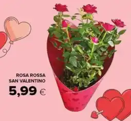 Tigre Rosa rossa san valentino offerta