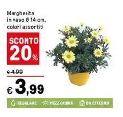 Iper La Grande Margherita offerta