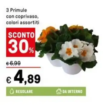 Iper La Grande 3 Primule con coprivaso, colori assortiti offerta