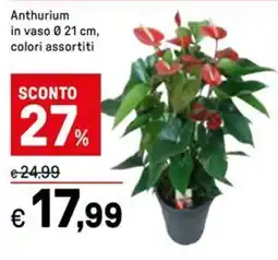 Iper La Grande Anthurium offerta