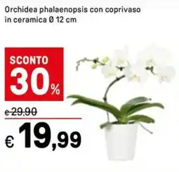 Iper La Grande Orchidea phalaenopsis con coprivaso in ceramica offerta