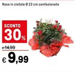 Iper La Grande Rosa in ciotola offerta