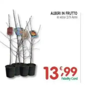 D'Ambros Alberi in frutto in vaso 2/3 Anni offerta