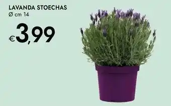 Bennet Lavanda stoechas offerta