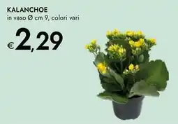 Bennet Kalanchoe offerta