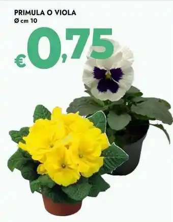 Bennet Primula o viola offerta