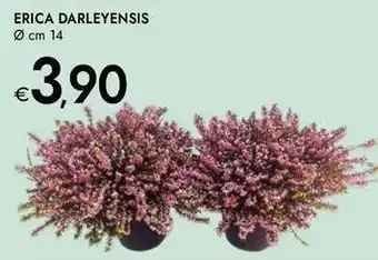 Bennet Erica darleyensis offerta