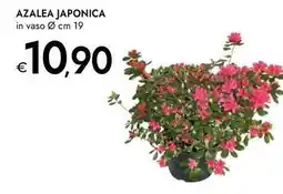 Bennet Azalea japonica offerta