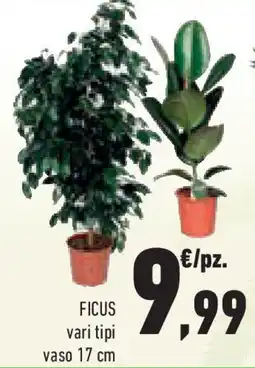 Conad Superstore Ficus offerta