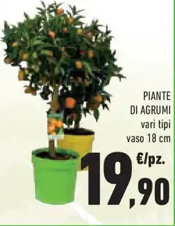 Conad Superstore Piante di agrumi offerta