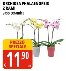 Tigros Orchidea phalaenopsis offerta