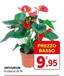 Iperal Anthurium offerta