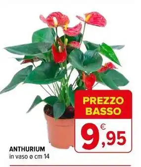 Iperal Anthurium offerta