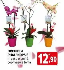 Iperal Orchidea phalenopsis offerta