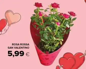 Tigre Rosa rossa san valentino offerta