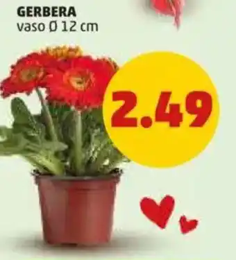PENNY Gerbera offerta