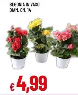 Famila Begonia in vaso offerta