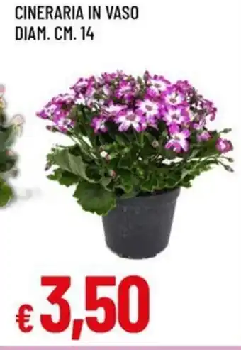 Famila Cineraria in vaso offerta