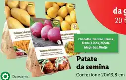 Lidl Patate da semina offerta