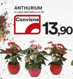 Ipercoop Anthurium in vaso diametro offerta