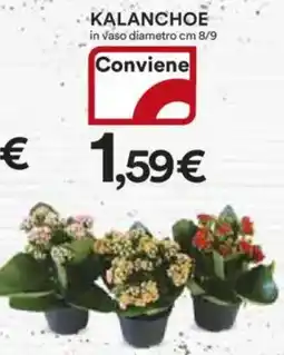 Ipercoop Kalanchoe offerta