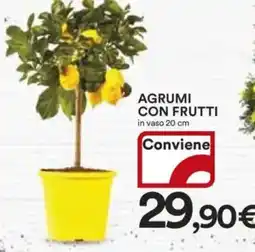 Ipercoop Agrumi con frutti in vaso offerta