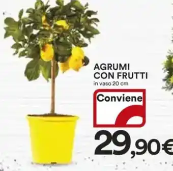 Ipercoop Agrumi con frutti in vaso offerta