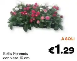 Unes Bellis Perennis con vaso 10 cm offerta