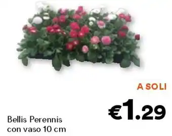 Unes Bellis Perennis con vaso 10 cm offerta