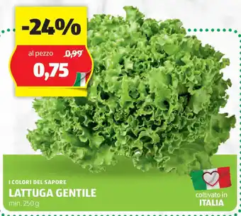 ALDI I colori del sapore lattuga gentile offerta